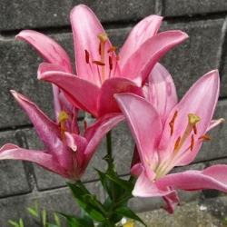 ダンスブティックリス(RIS)