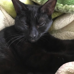 Aurora Dancewear & Costume Limited